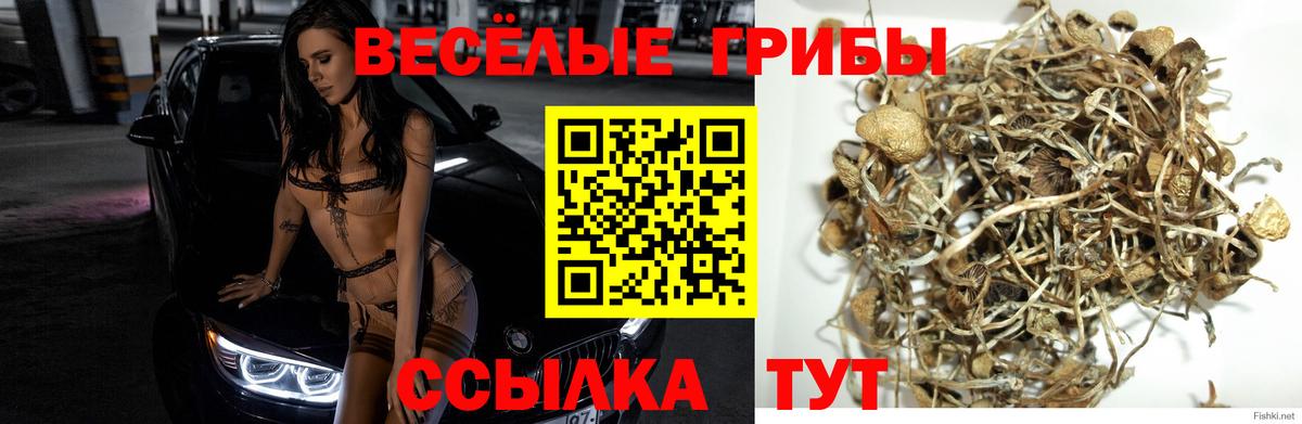 Псилоцибиновые грибы прущие грибы  Жигулёвск 